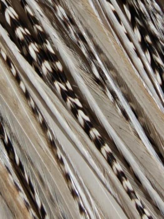 32849-hair-feathers-natural-hair-6.jpg Hair Feathers | Natural Hair
